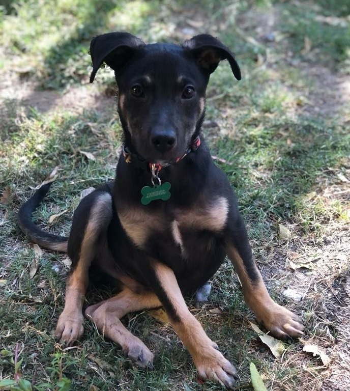 Bruno, an adoptable Terrier in San Juan de Abajo, NAY, 63732 | Photo Image 3