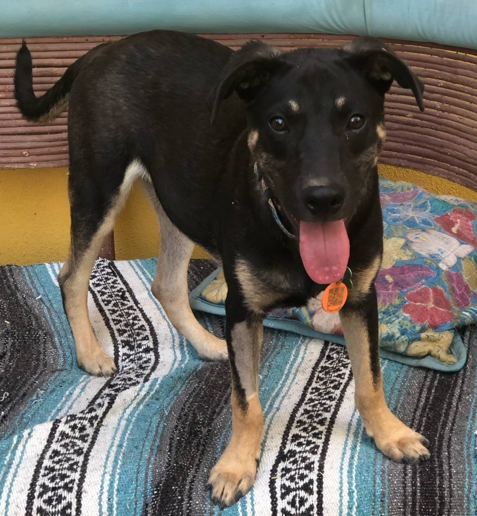 Bruno, an adoptable Terrier in San Juan de Abajo, NAY, 63732 | Photo Image 4