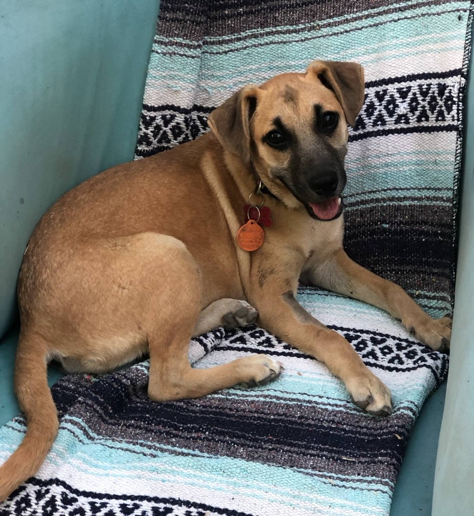 Miel, an adoptable Terrier in San Juan de Abajo, NAY, 63732 | Photo Image 1