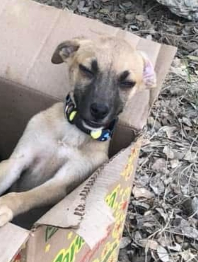 Miel, an adoptable Terrier in San Juan de Abajo, NAY, 63732 | Photo Image 2