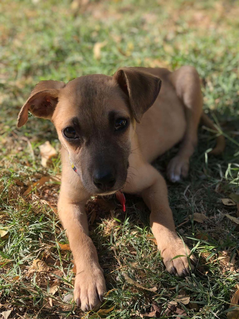 Miel, an adoptable Terrier in San Juan de Abajo, NAY, 63732 | Photo Image 3