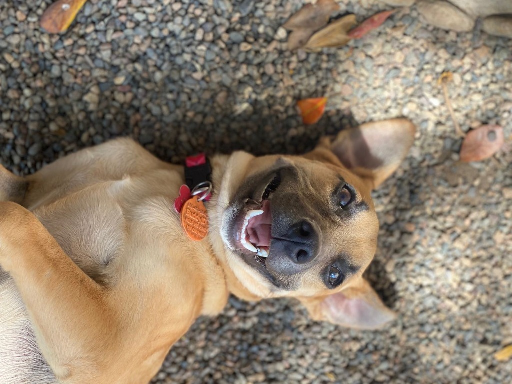 Miel, an adoptable Terrier in San Juan de Abajo, NAY, 63732 | Photo Image 4
