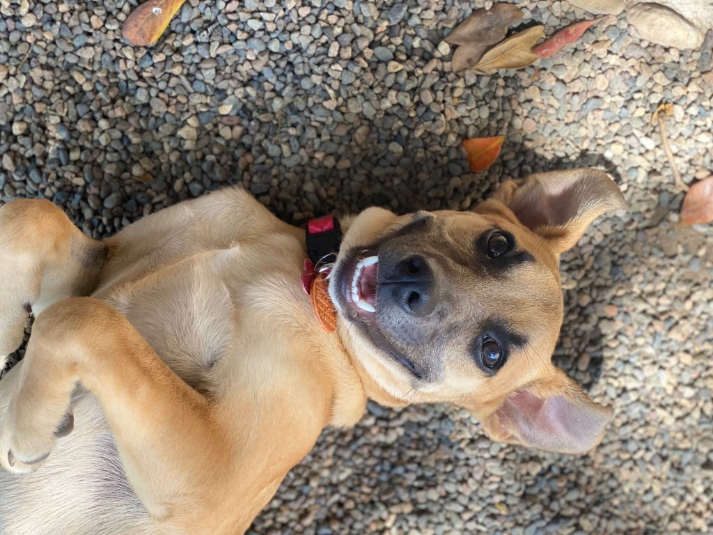 Miel, an adoptable Terrier in San Juan de Abajo, NAY, 63732 | Photo Image 5