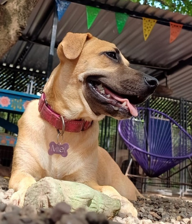 Miel, an adoptable Terrier in San Juan de Abajo, NAY, 63732 | Photo Image 6