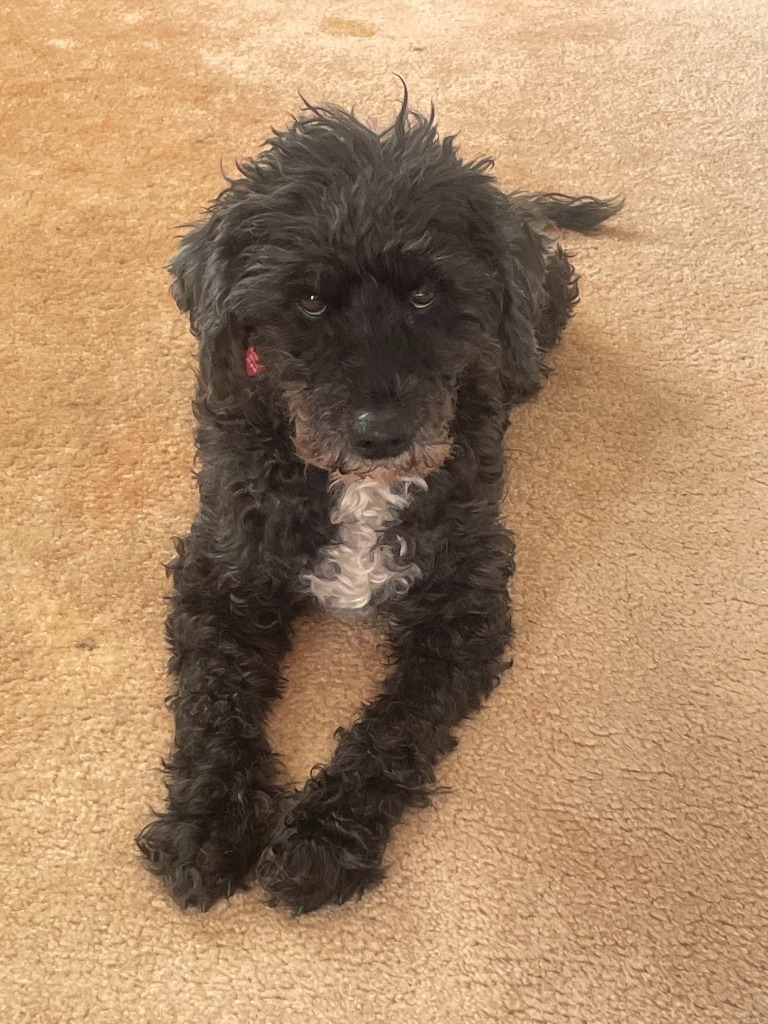 Chester, an adoptable Cockapoo in Warren, MI, 48089 | Photo Image 1