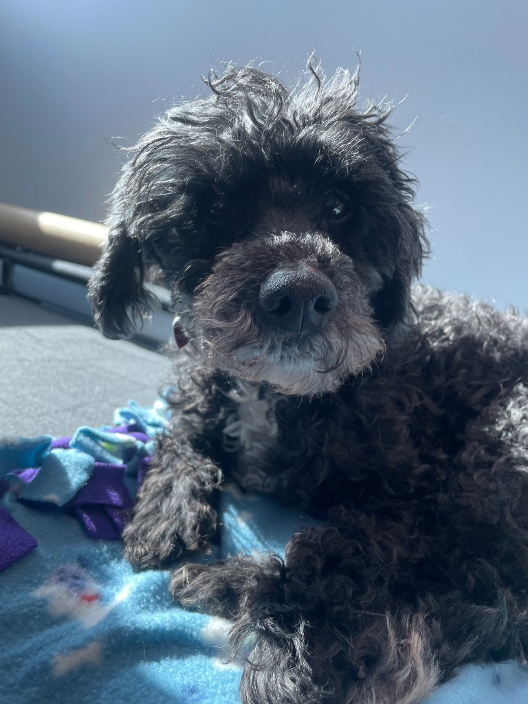 Chester, an adoptable Cockapoo in Warren, MI, 48089 | Photo Image 2