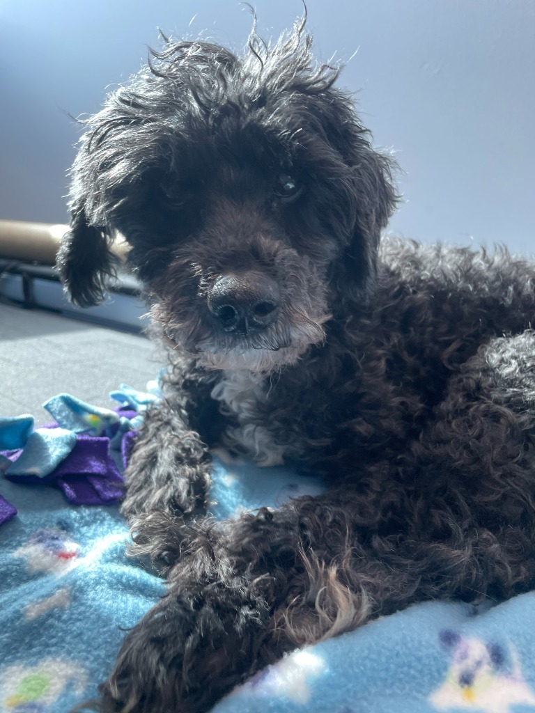 Chester, an adoptable Cockapoo in Warren, MI, 48089 | Photo Image 3