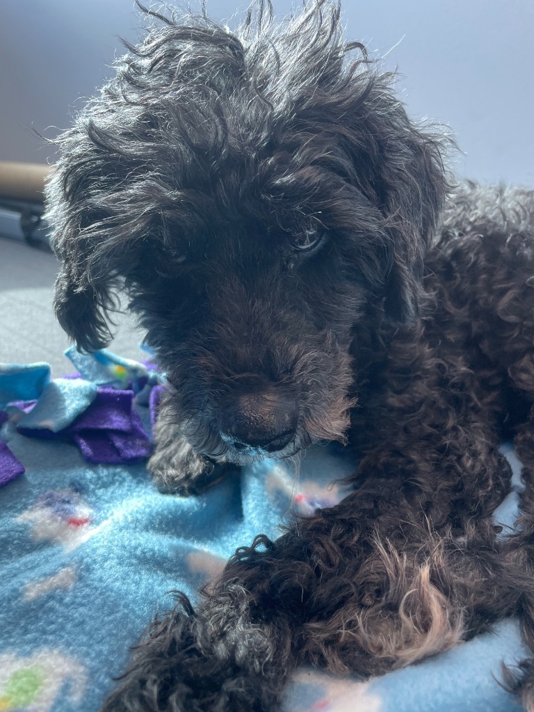 Chester, an adoptable Cockapoo in Warren, MI, 48089 | Photo Image 4