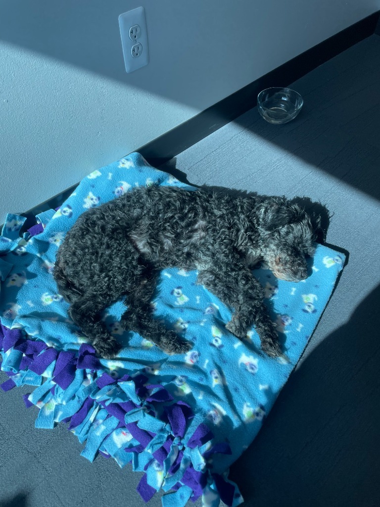 Chester, an adoptable Cockapoo in Warren, MI, 48089 | Photo Image 5