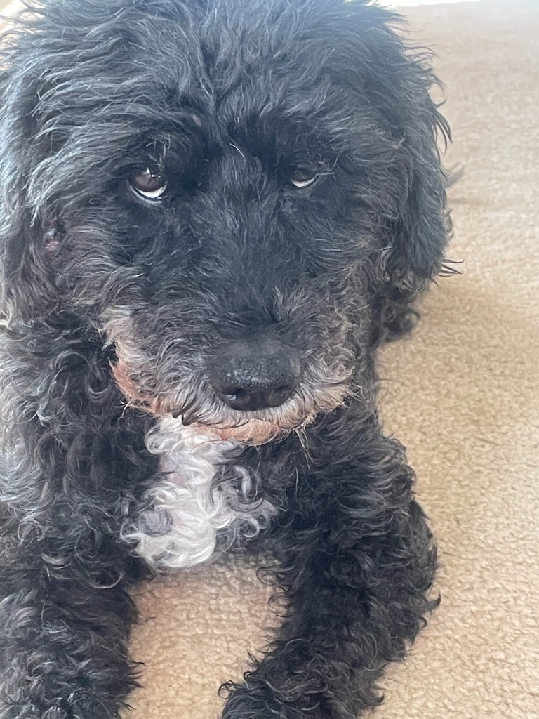 Chester, an adoptable Cockapoo in Warren, MI, 48089 | Photo Image 6