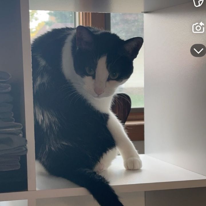 Moo/Midnight 2