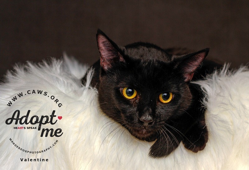 Valentine, an adoptable Domestic Short Hair in Salt Lake City, UT, 84117 | Photo Image 1