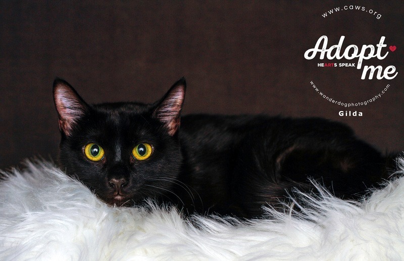 Gilda, an adoptable Domestic Short Hair in Salt Lake City, UT, 84117 | Photo Image 1