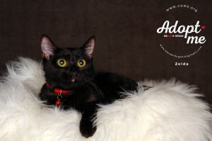 Griselda, Adult Female Domestic Short Hair