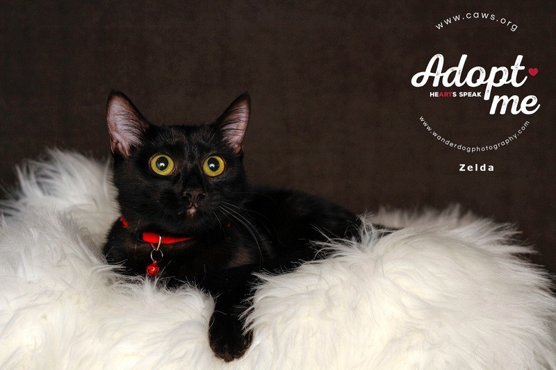 Griselda, an adoptable Domestic Short Hair in Salt Lake City, UT, 84117 | Photo Image 1