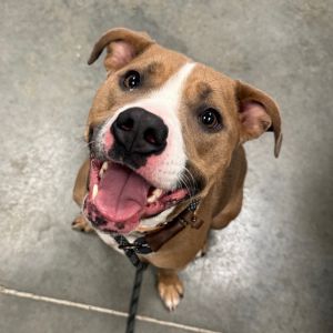 Nova
