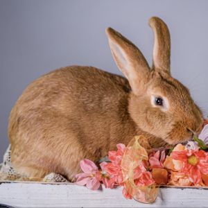 Alani Flemish Giant Rabbit