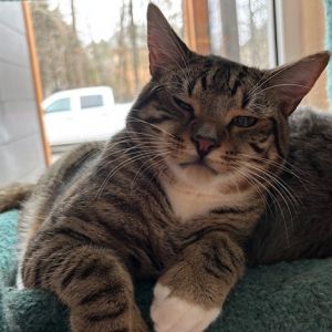 Tulsa, Adult Male Domestic Short Hair
