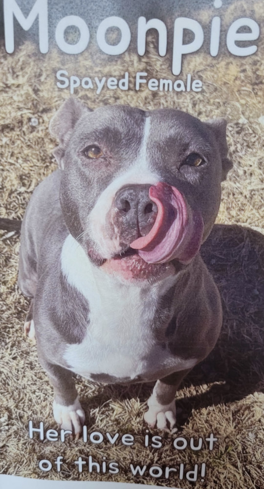 Moonpie