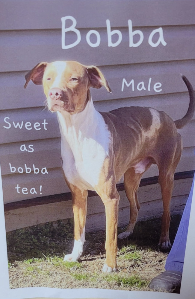 Bobba