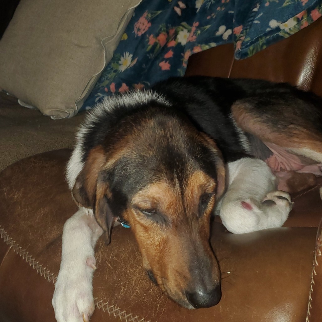 PRINCESS LEIA, an adoptable Labrador Retriever, Foxhound in QUINCY, FL, 32351 | Photo Image 1