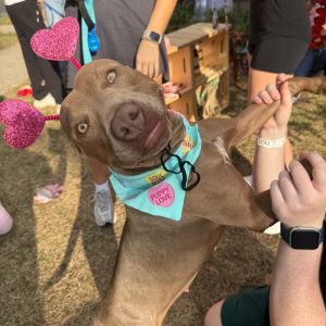 MOCHA Mixed Breed Dog