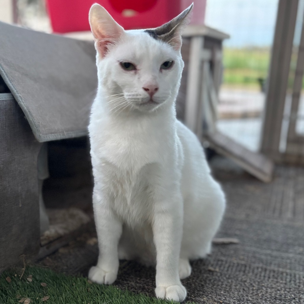 Alder, an adoptable Domestic Short Hair in Nampa, ID, 83686 | Photo Image 1