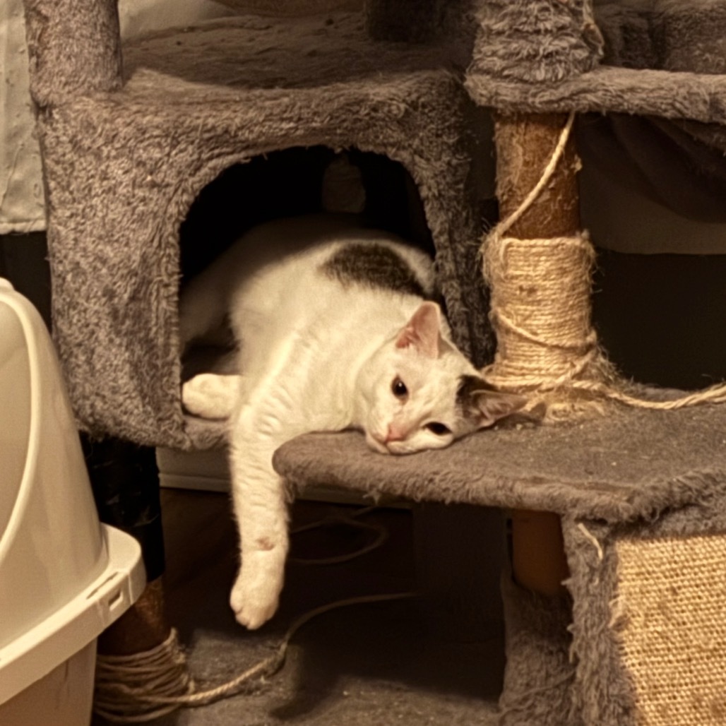 Alder, an adoptable Domestic Short Hair in Nampa, ID, 83686 | Photo Image 2