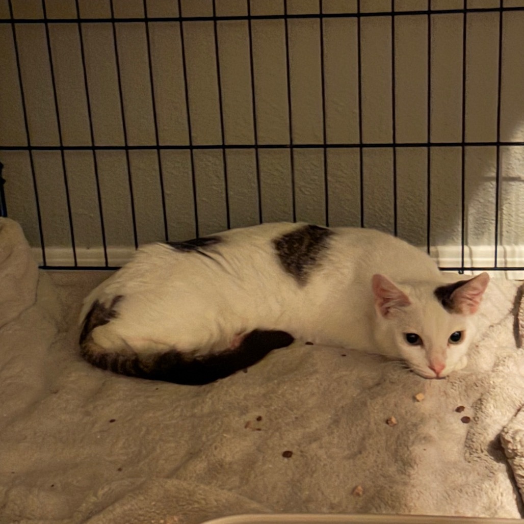 Alder, an adoptable Domestic Short Hair in Nampa, ID, 83686 | Photo Image 3