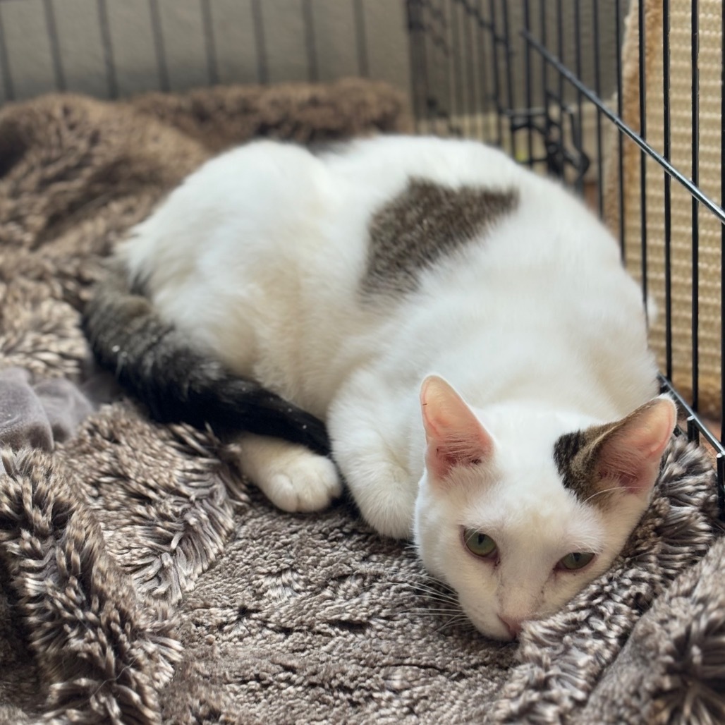 Alder, an adoptable Domestic Short Hair in Nampa, ID, 83686 | Photo Image 4