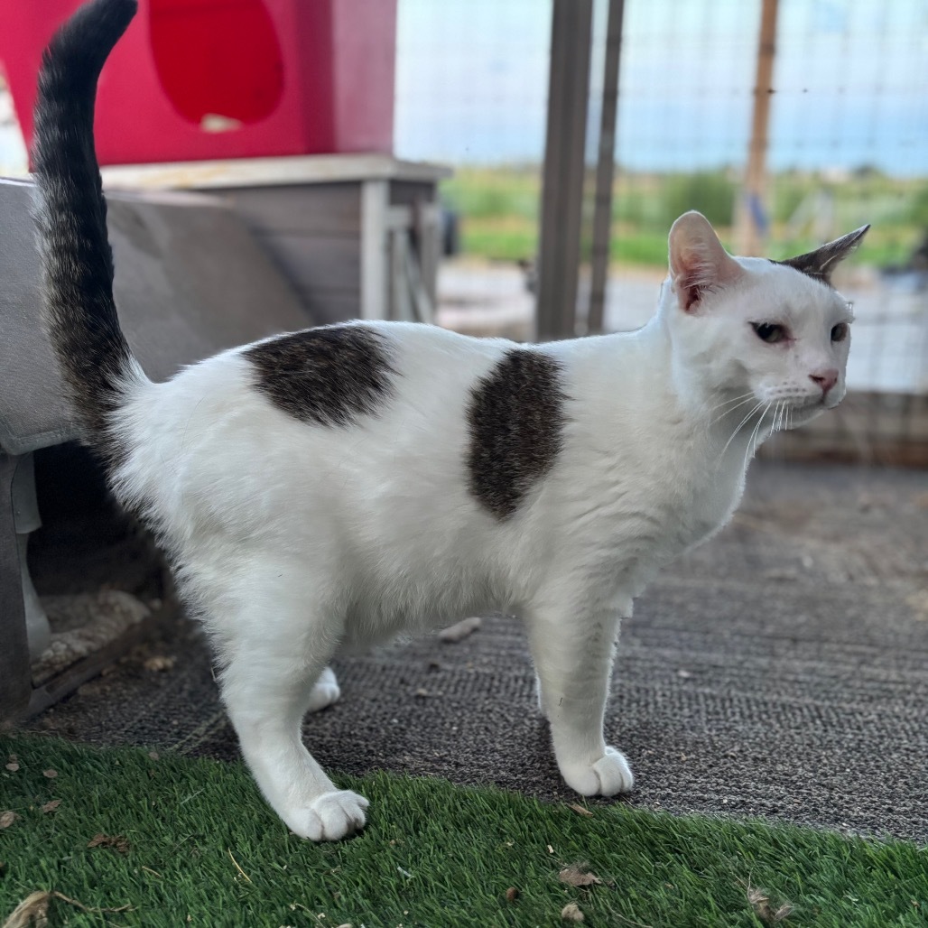 Alder, an adoptable Domestic Short Hair in Nampa, ID, 83686 | Photo Image 5