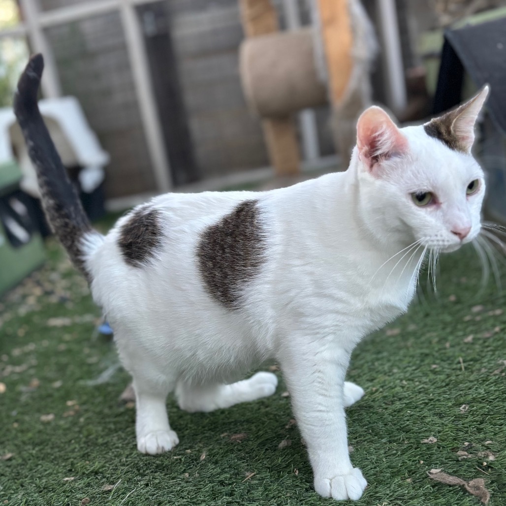 Alder, an adoptable Domestic Short Hair in Nampa, ID, 83686 | Photo Image 6