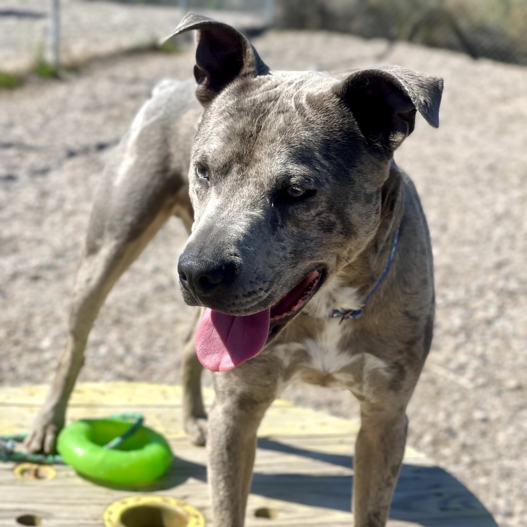 Neptune, an adoptable Pit Bull Terrier, Catahoula Leopard Dog in Lander, WY, 82520 | Photo Image 3