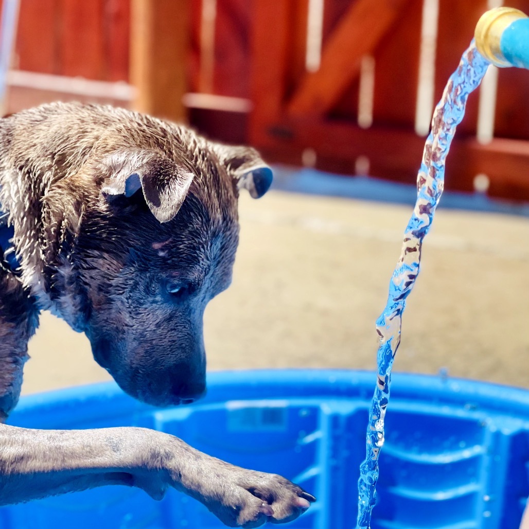 Neptune, an adoptable Pit Bull Terrier, Catahoula Leopard Dog in Lander, WY, 82520 | Photo Image 4