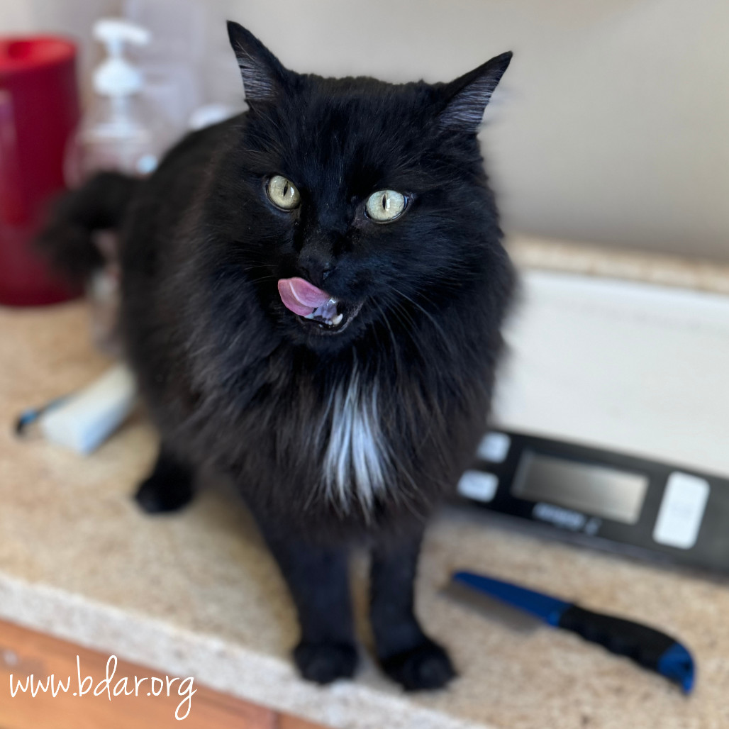 Winston, an adoptable Domestic Long Hair in Cheyenne, WY, 82009 | Photo Image 1