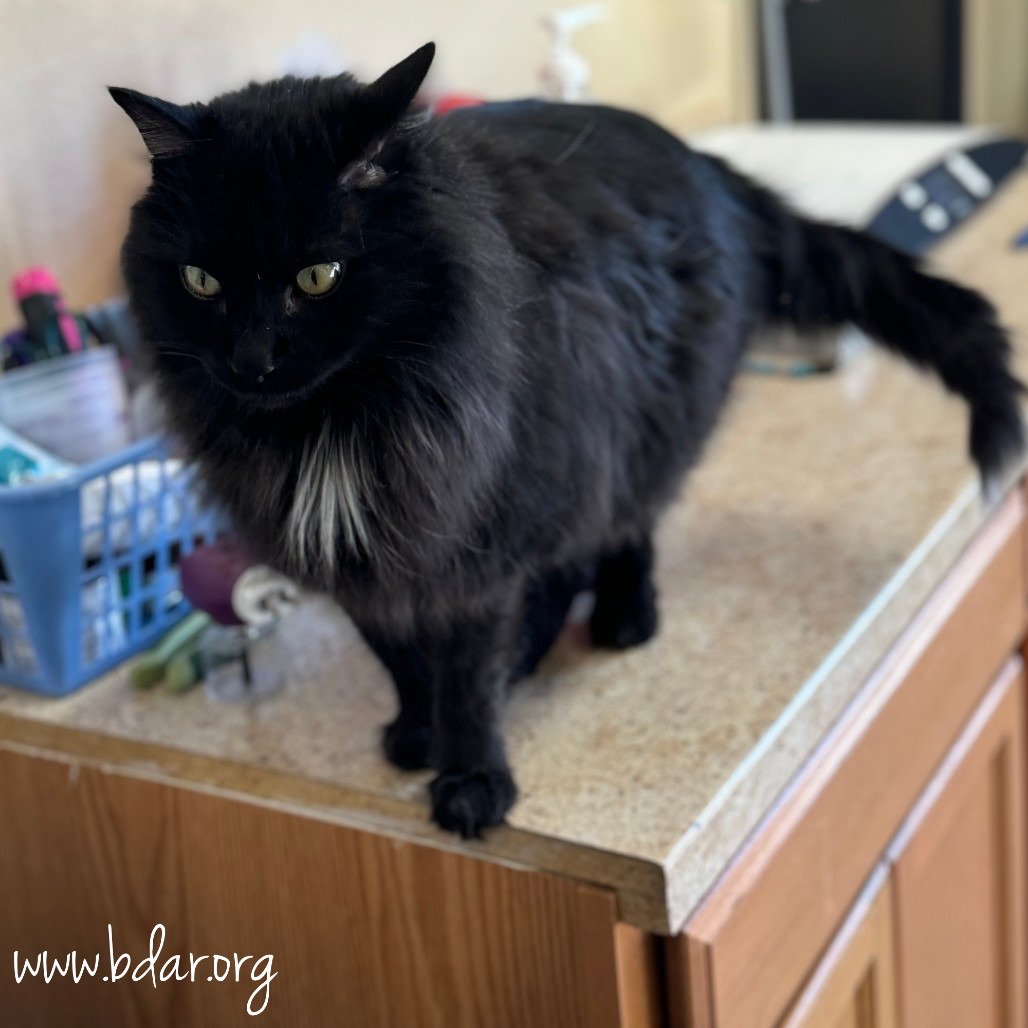 Winston, an adoptable Domestic Long Hair in Cheyenne, WY, 82009 | Photo Image 3