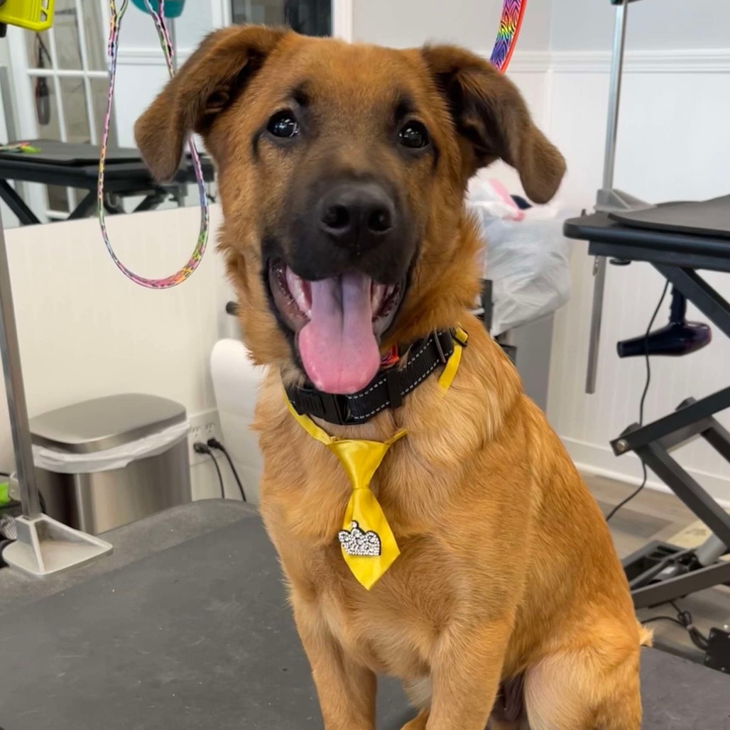 Bark Twain, an adoptable Shepherd in Princeton, MN, 55371 | Photo Image 1