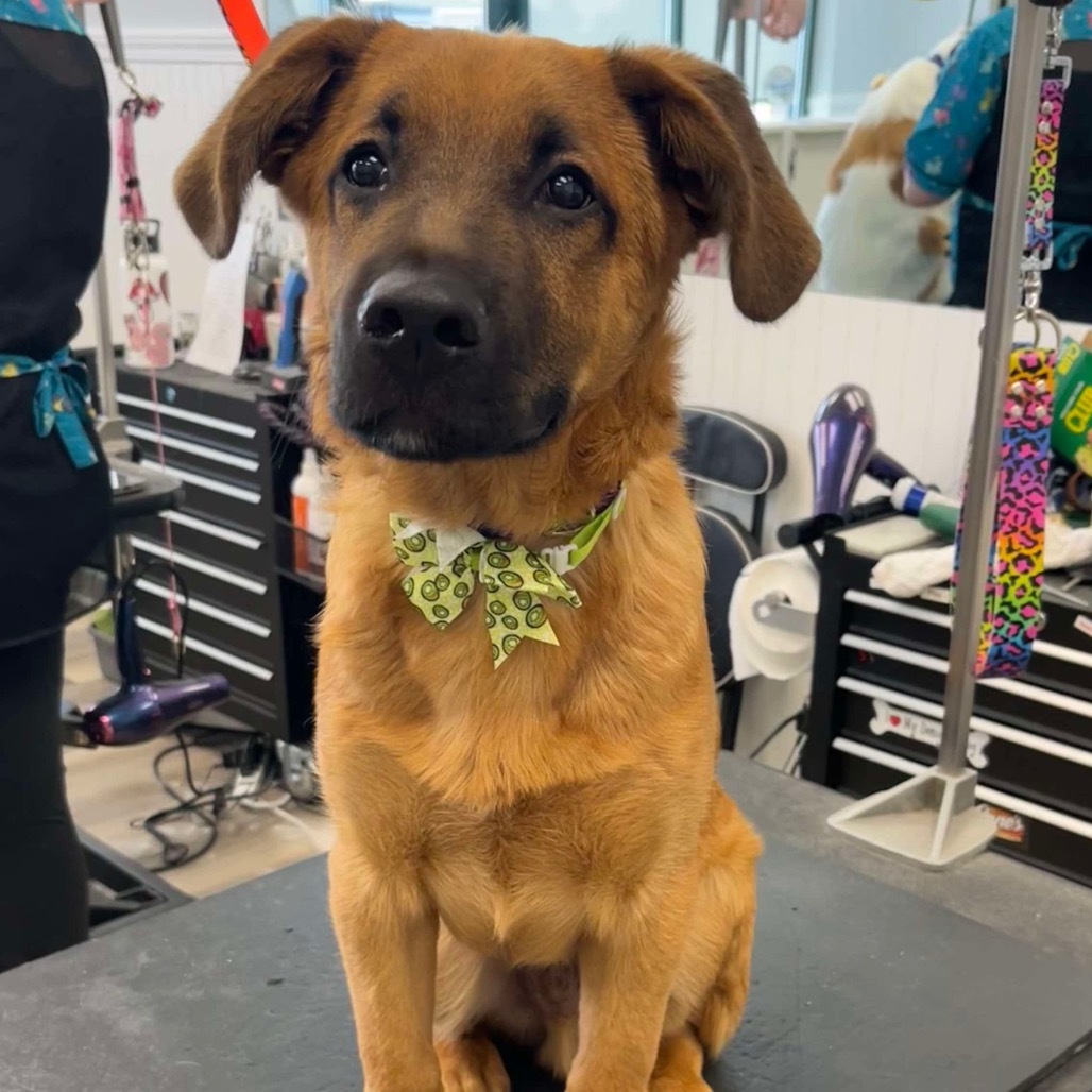 Bark Twain, an adoptable Shepherd in Princeton, MN, 55371 | Photo Image 2