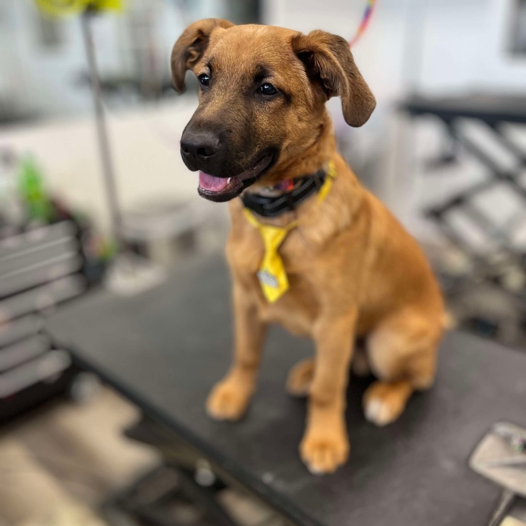 Bark Twain, an adoptable Shepherd in Princeton, MN, 55371 | Photo Image 3