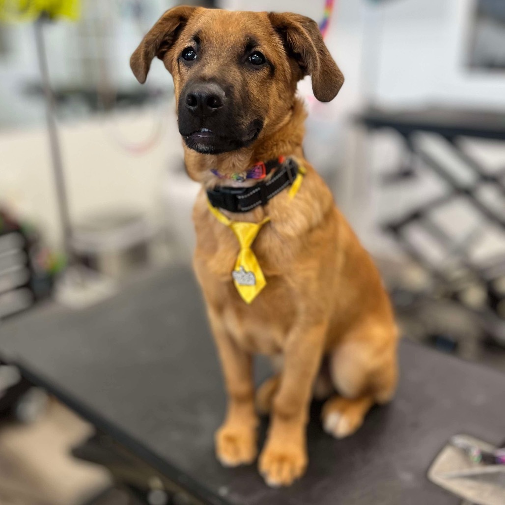 Bark Twain, an adoptable Shepherd in Princeton, MN, 55371 | Photo Image 4