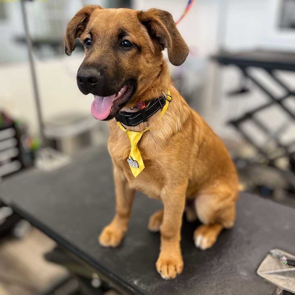 Bark Twain, an adoptable Shepherd in Princeton, MN, 55371 | Photo Image 5