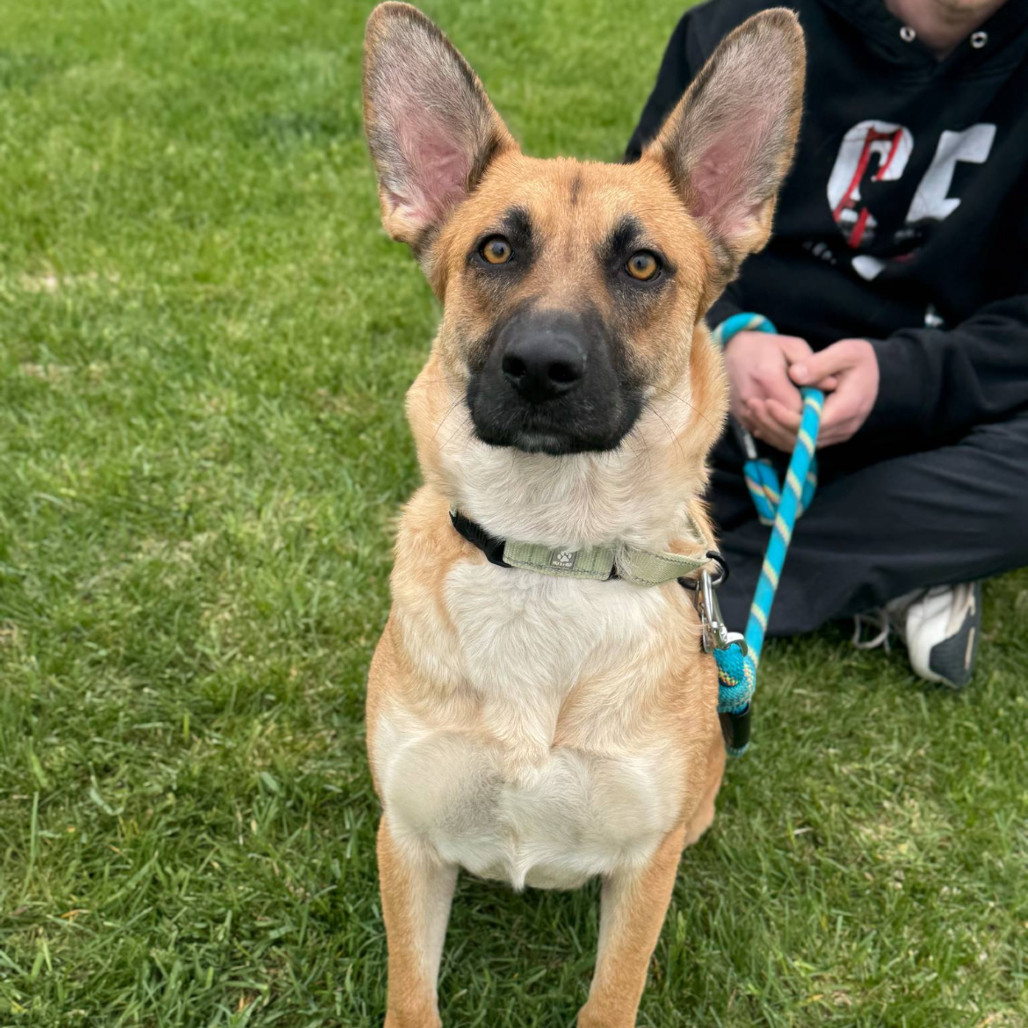 Bridget, an adoptable Mixed Breed in Princeton, MN, 55371 | Photo Image 1