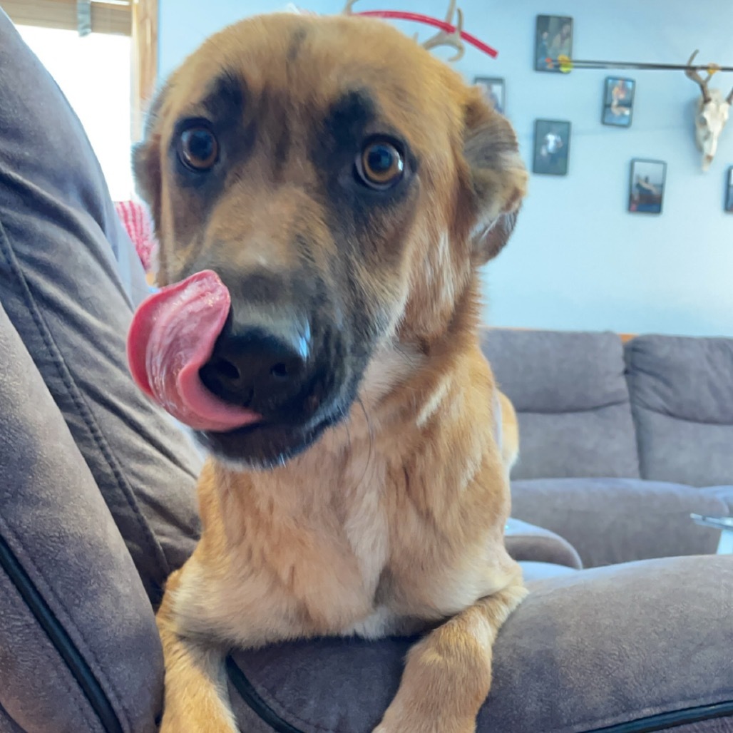 Bridget, an adoptable Mixed Breed in Princeton, MN, 55371 | Photo Image 3