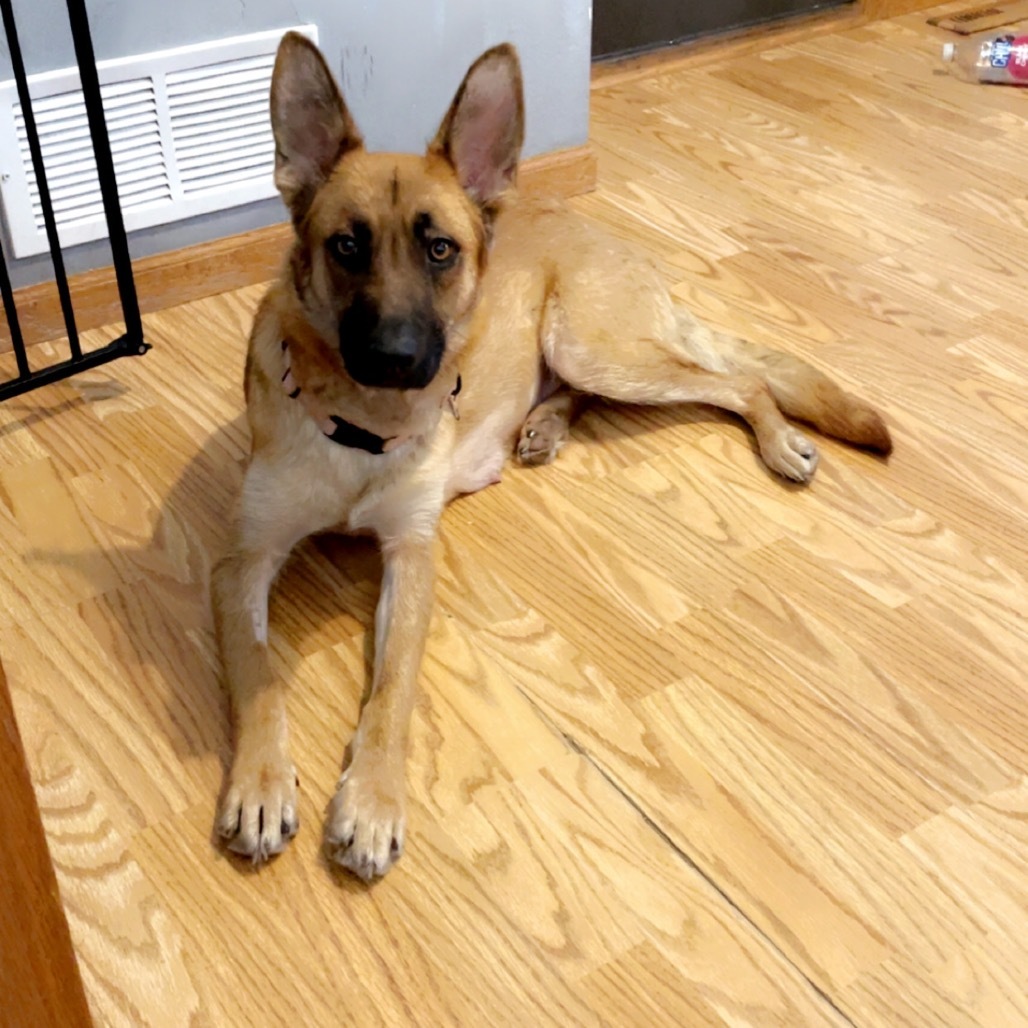 Bridget, an adoptable Mixed Breed in Princeton, MN, 55371 | Photo Image 4
