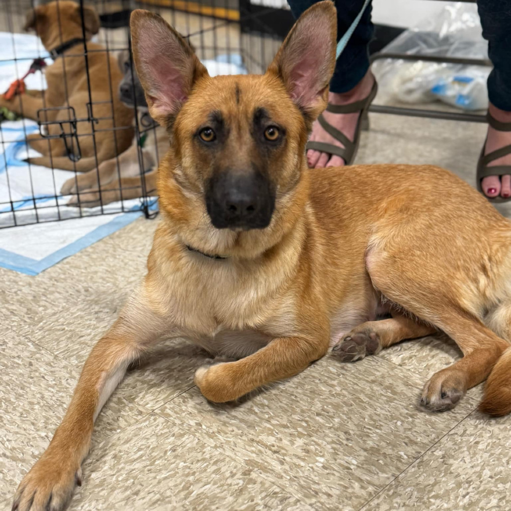 Bridget, an adoptable Mixed Breed in Princeton, MN, 55371 | Photo Image 5
