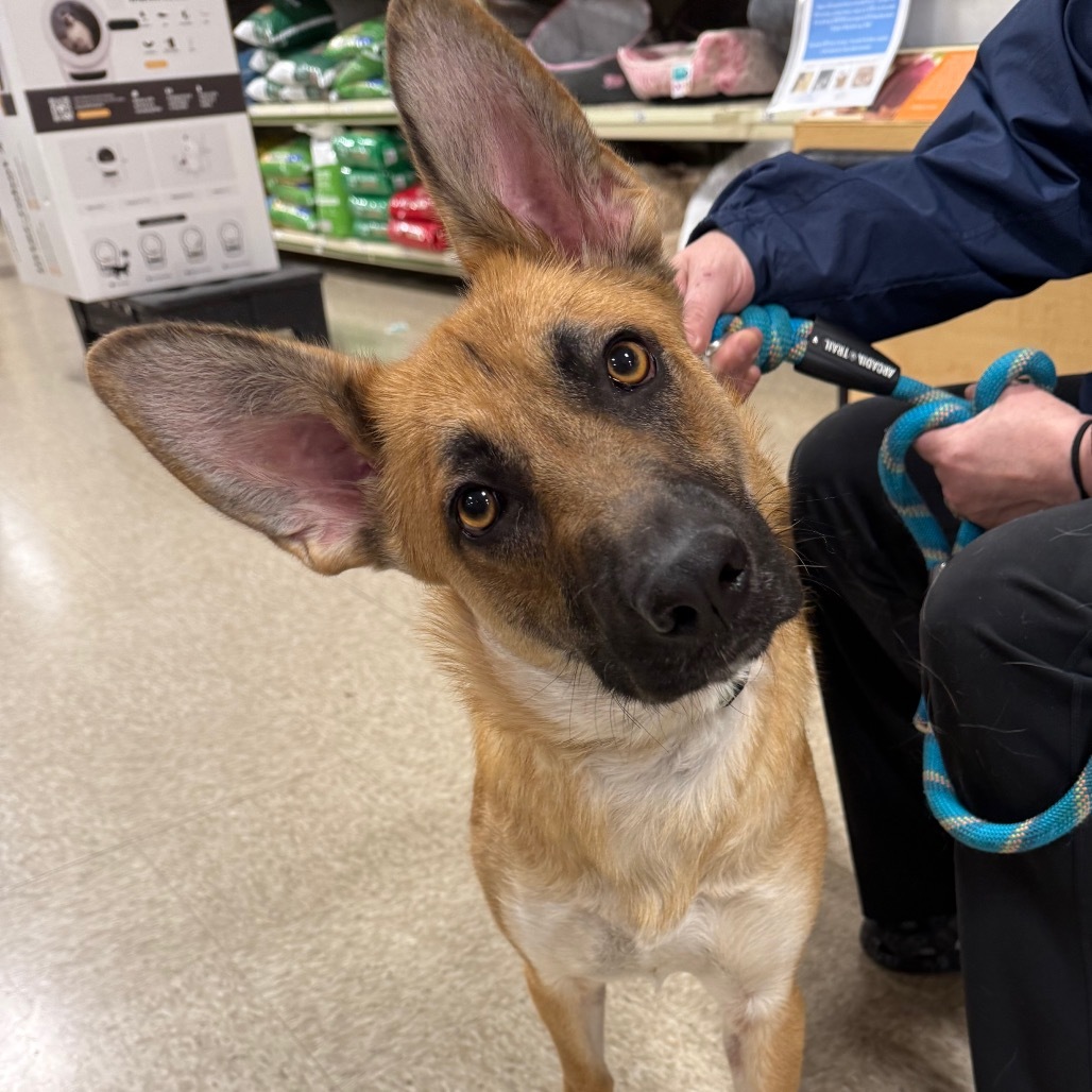Bridget, an adoptable Mixed Breed in Princeton, MN, 55371 | Photo Image 6