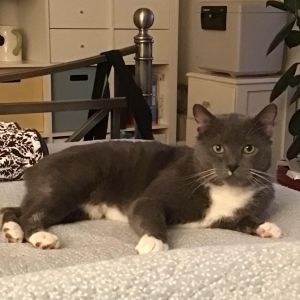 Bob BCAS, Adult Male Manx