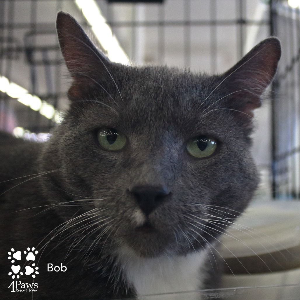 Bob BCAS, an adoptable Manx in Merrifield, VA, 22116 | Photo Image 1