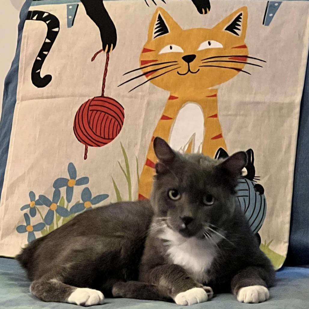 Bob BCAS, an adoptable Manx in Merrifield, VA, 22116 | Photo Image 2