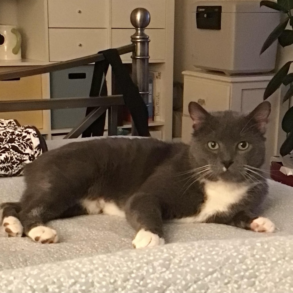 Bob BCAS, an adoptable Manx in Merrifield, VA, 22116 | Photo Image 3